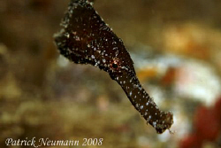 Ghostpipefish taken in Anilao, Philippines wih Canon 400D... by Patrick Neumann 